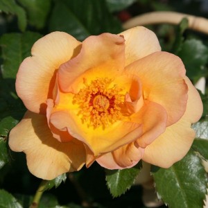 MAIGOLD (climber)